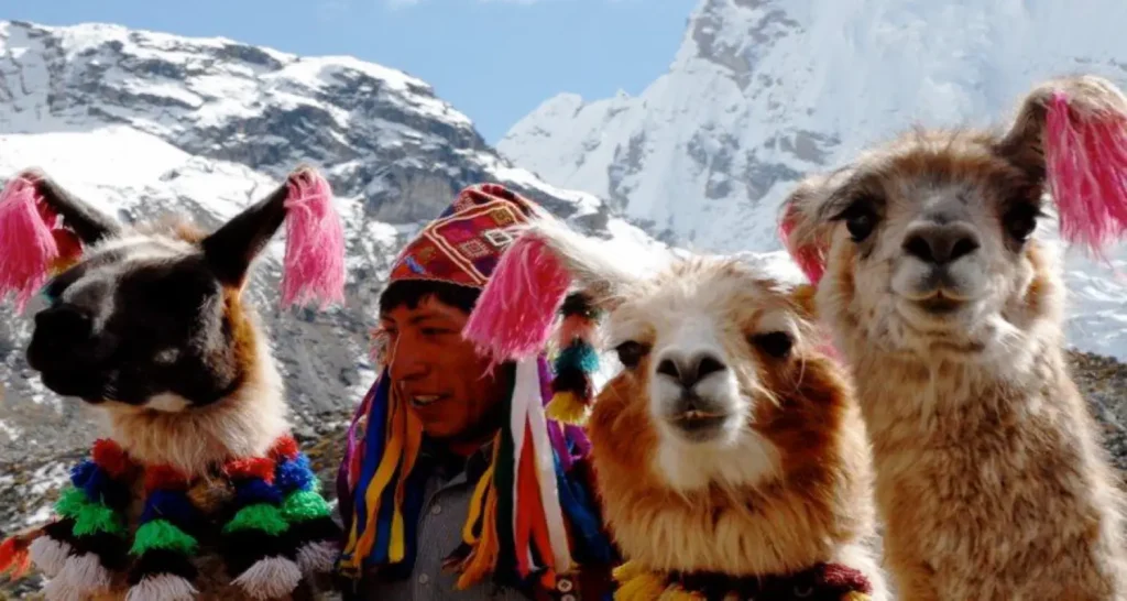 guanaco vs lhama