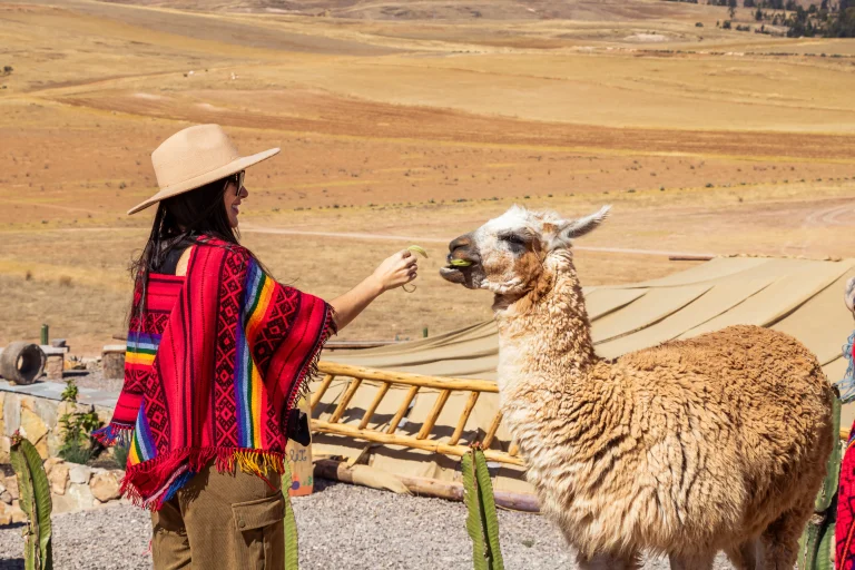Picnic con llamas