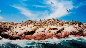 reserva_nacional_islas_ballestas_fauna