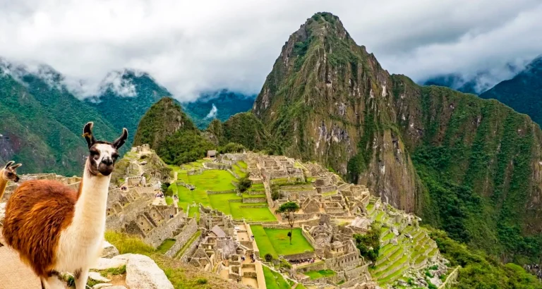 Lamas en Machu Picchu