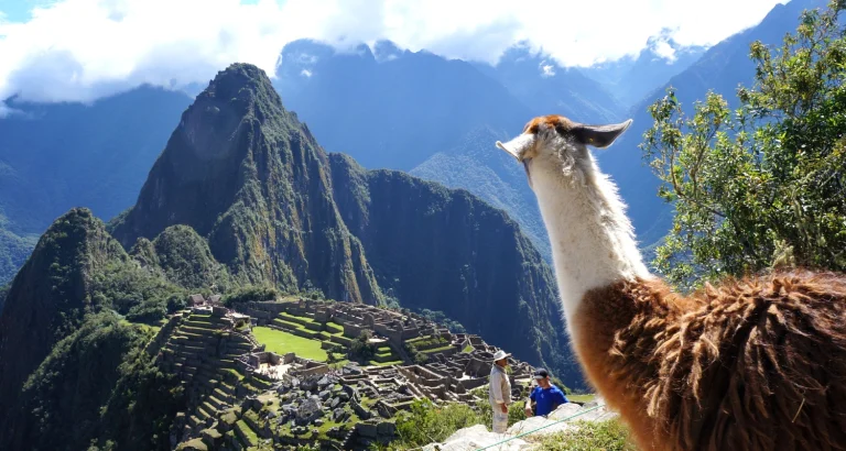 Llama en Machu Picchu