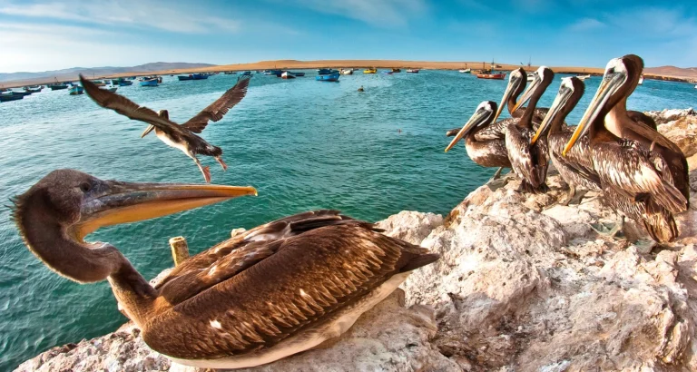 Ica y Paracas desde Lima