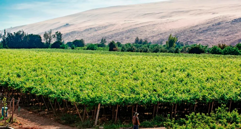 Ica – Hacienda Tacama – CultuPisco – Ica / Huacachina