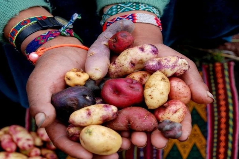 Papas Nativas